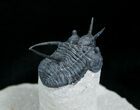 Devil Horned Cyphaspis Sp Trilobite Fossil #4125-1
